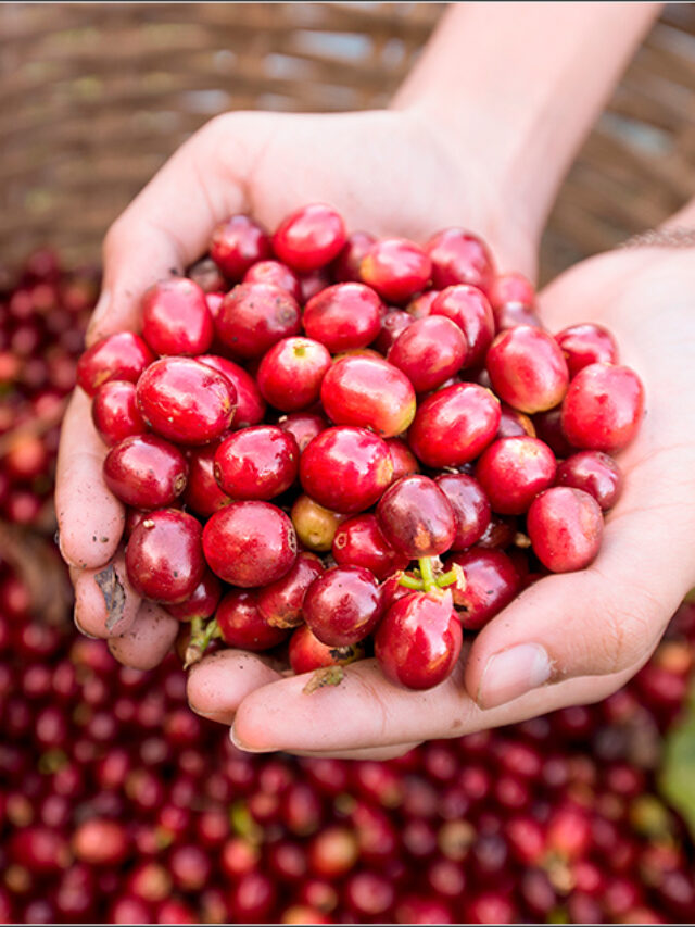 Brasil está no topo do mundo em produção e exportação de café