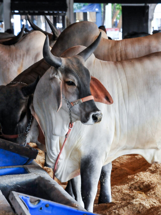 Expozebu 2023 - Saiba tudo sobre a 88ª edição da feira