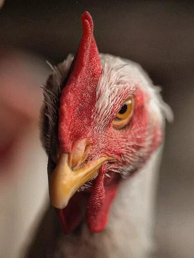 Primeiro caso suspeito de gripe aviária em humanos está no Espirito Santo